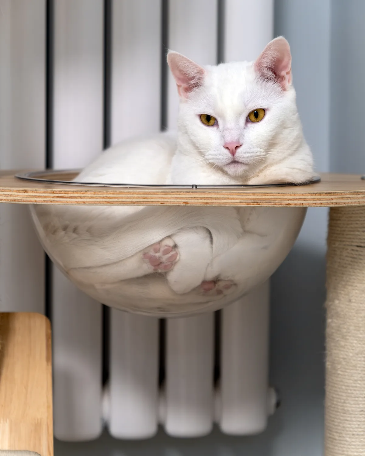 Dabai, a white cat with amber eyes