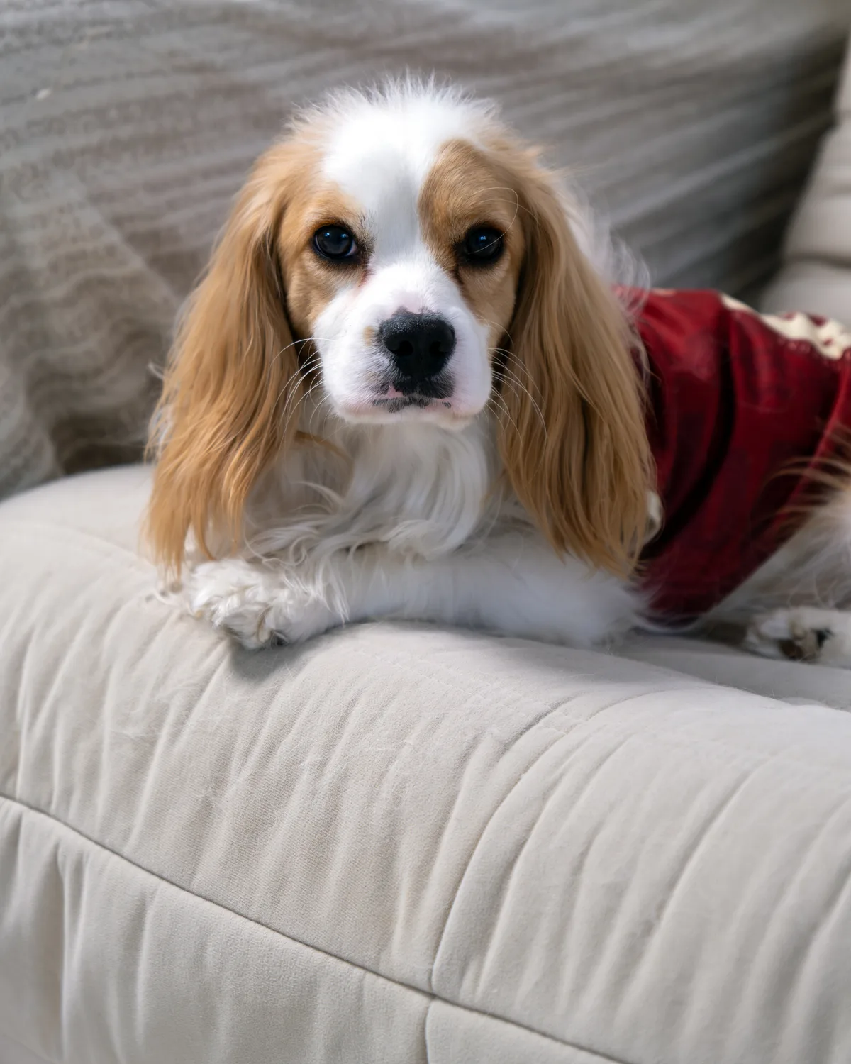 Doudou, a Cavalier King Charles Spaniel, sitting on a sofa