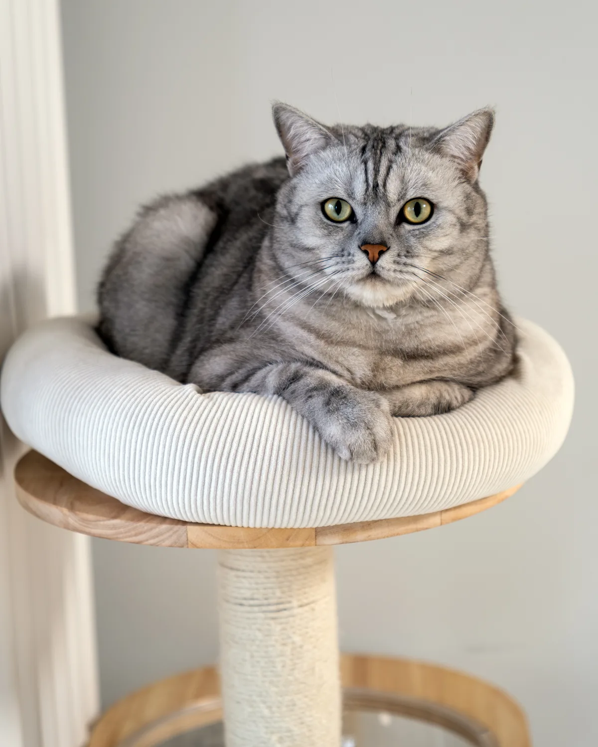 Niuniu, a silver tabby cat with green eyes
