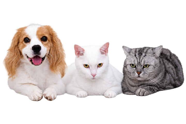 A temporary portrait featuring one dog and two cats